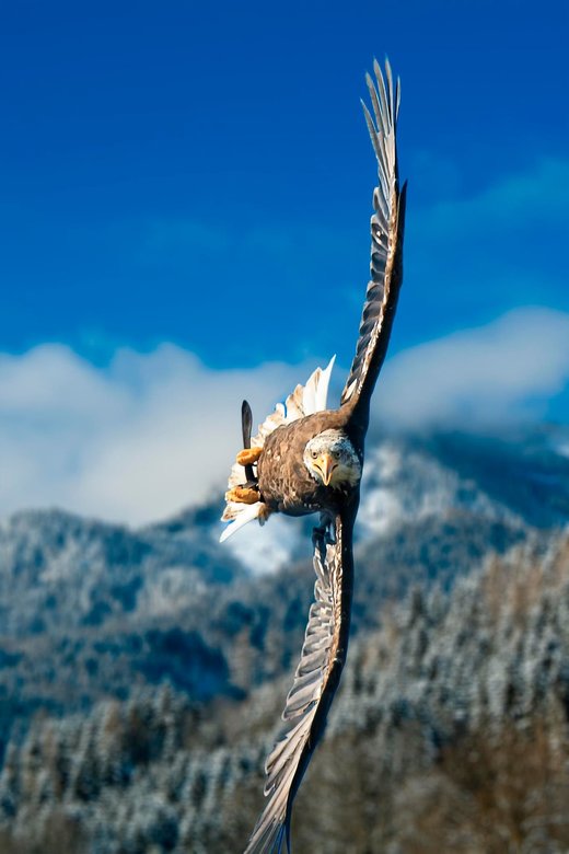 Click to enlarge Flying eagle