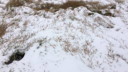 Canola crops at Jacqueline Laniuk’s farm in Vegreville have been flattened by the snow.
