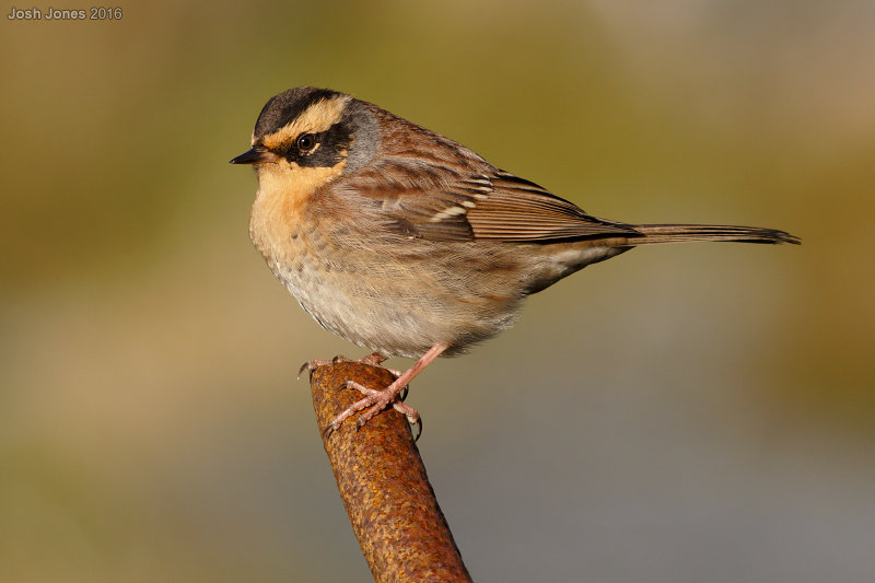 Siberian Accentor, Mossy Hill, Shetland, 9 October 2016
