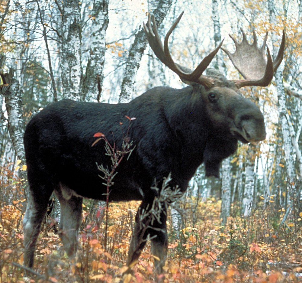 Male Moose