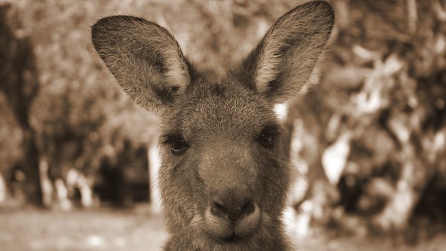 Grey kangaroo