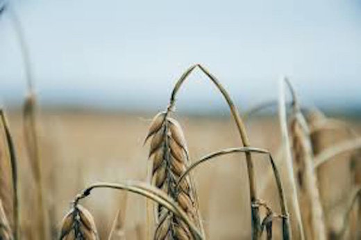 wheat