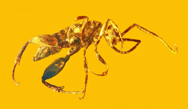 A. burmanicus