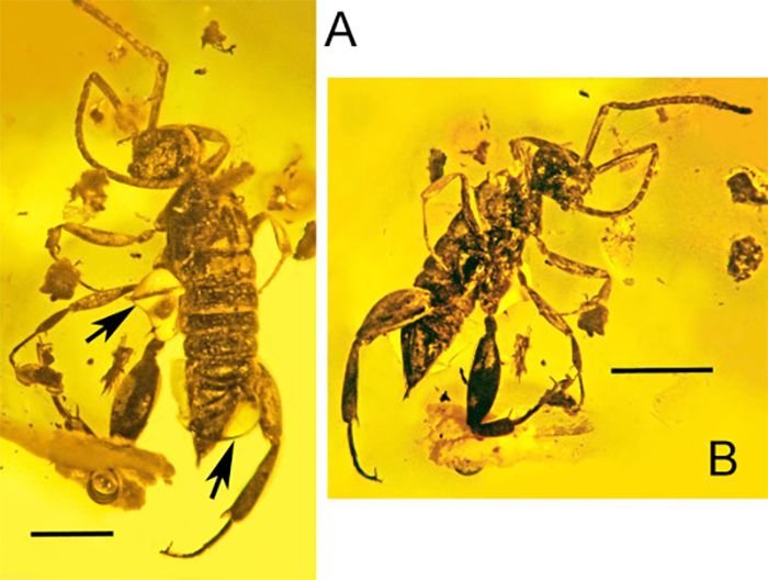 Click to enlarge A. burmanicus