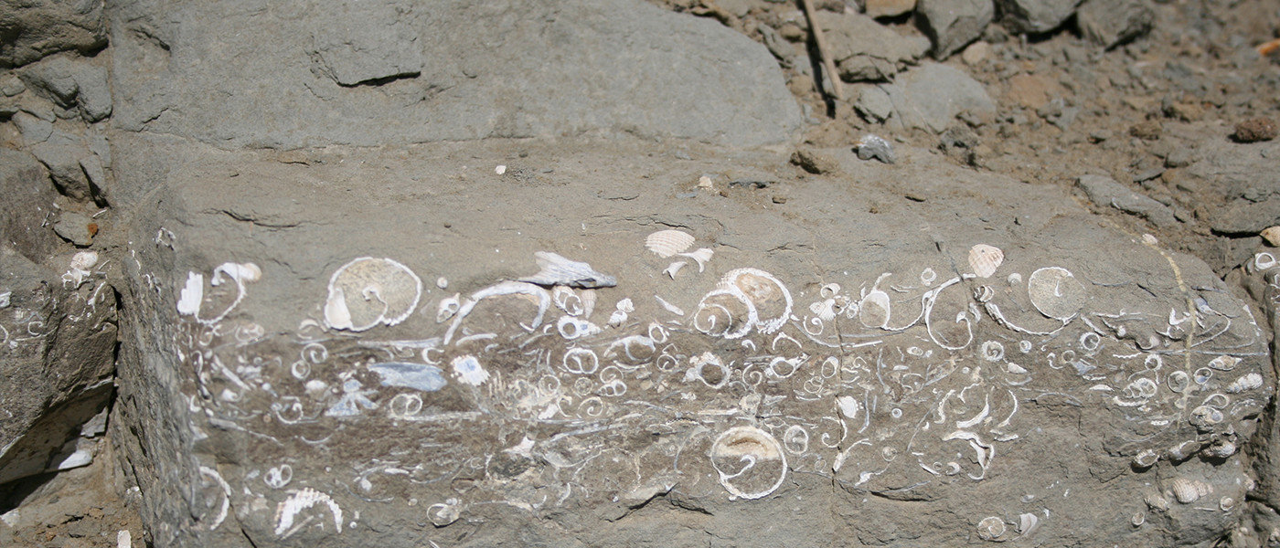 Fossil Ash