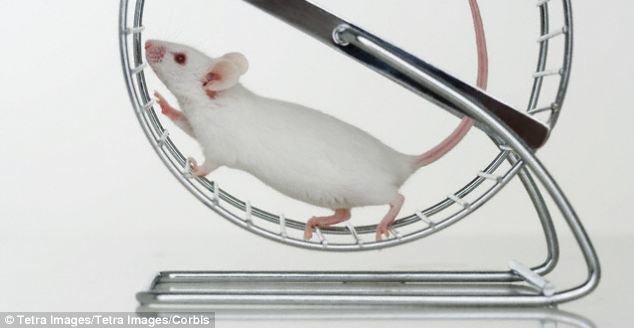 mouse on wheel