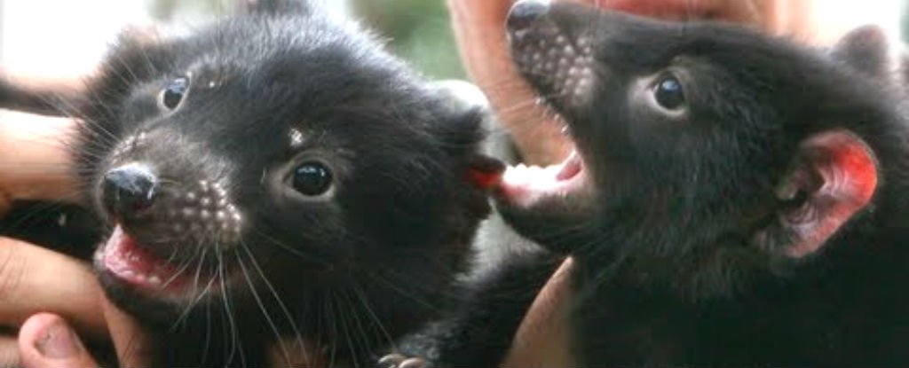 Tasmanian devil babies