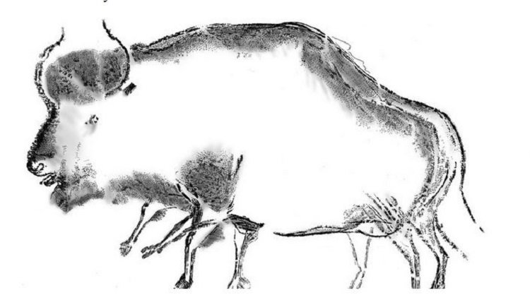 Bison Drawing