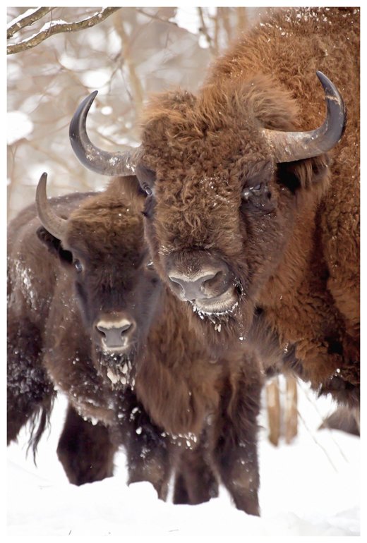Click to enlarge Modern European bison