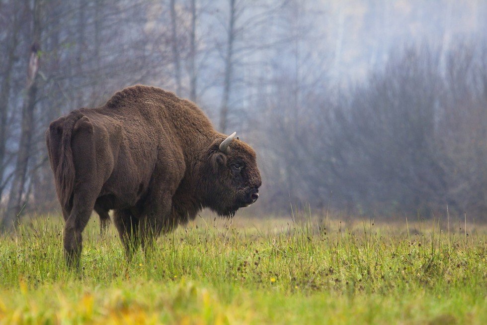 modern European bison