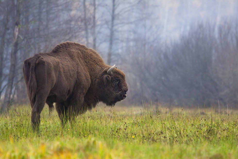 Click to enlarge modern European bison