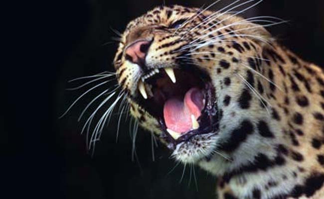 The leopard attacked and killed the boy in the compound of his house in Mohara Bagla village.