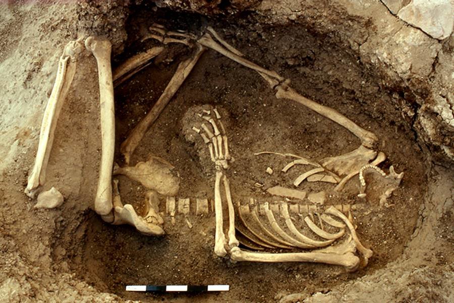 Click to enlarge fossil early farmers