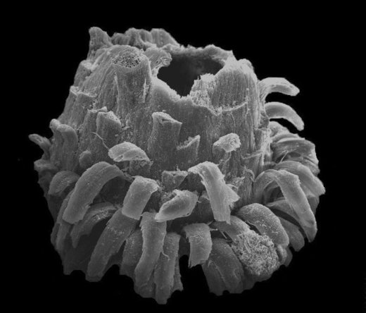 Click to enlarge fossilized seed