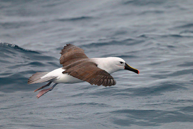 Click to enlarge Yellow-nosed Albatross