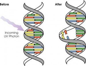 DNA 