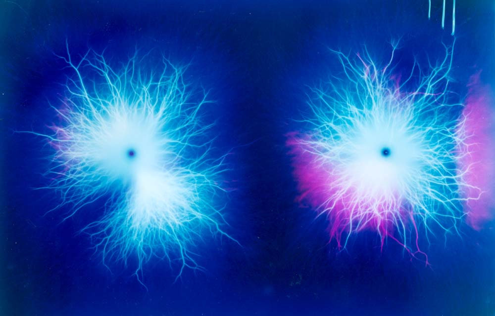 Click to enlarge Biophotons of a Passion Flower