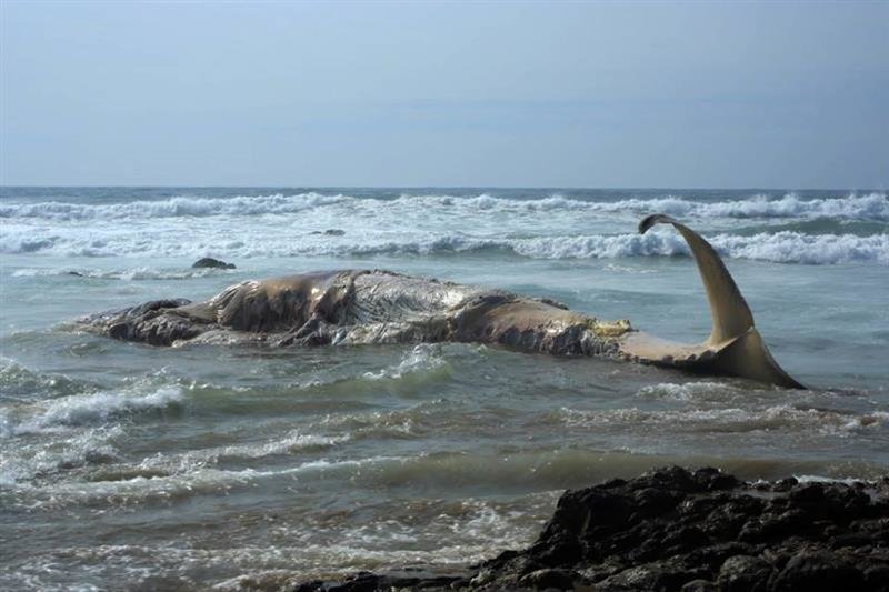 Whale carcass