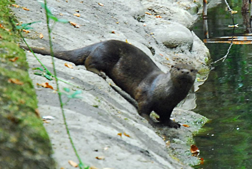 A river otter