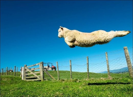 Click to enlarge New Zeeland lamb