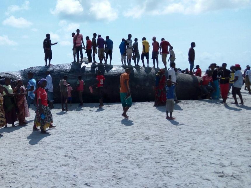 Tanzanians view the dead sperm whale found three days ago in Kilwa 