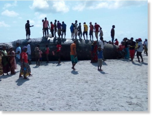 Tanzanians view the dead sperm whale found three days ago in Kilwa 