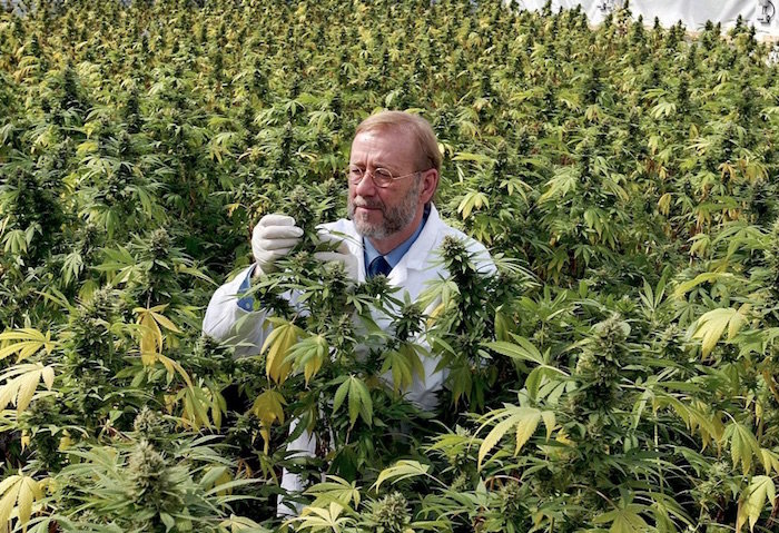 Click to enlarge marijuana