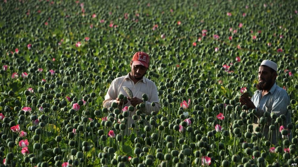Click to enlarge Afghan farmers harvest opium