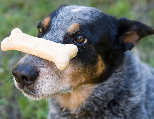 self control dog