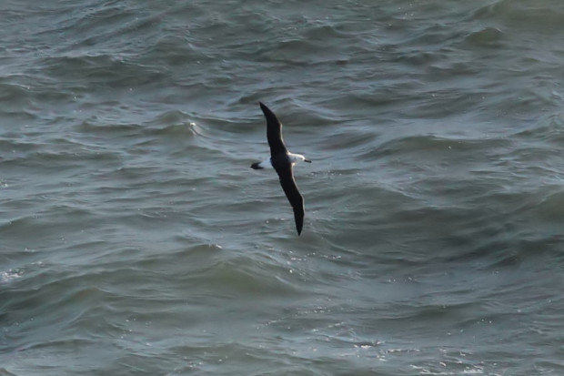The black-browed albatross is pictured at RSPB Bempton. 