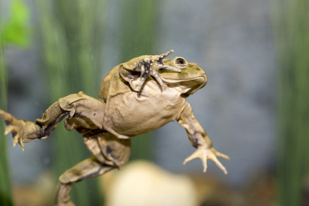 Click to enlarge scrotum frog
