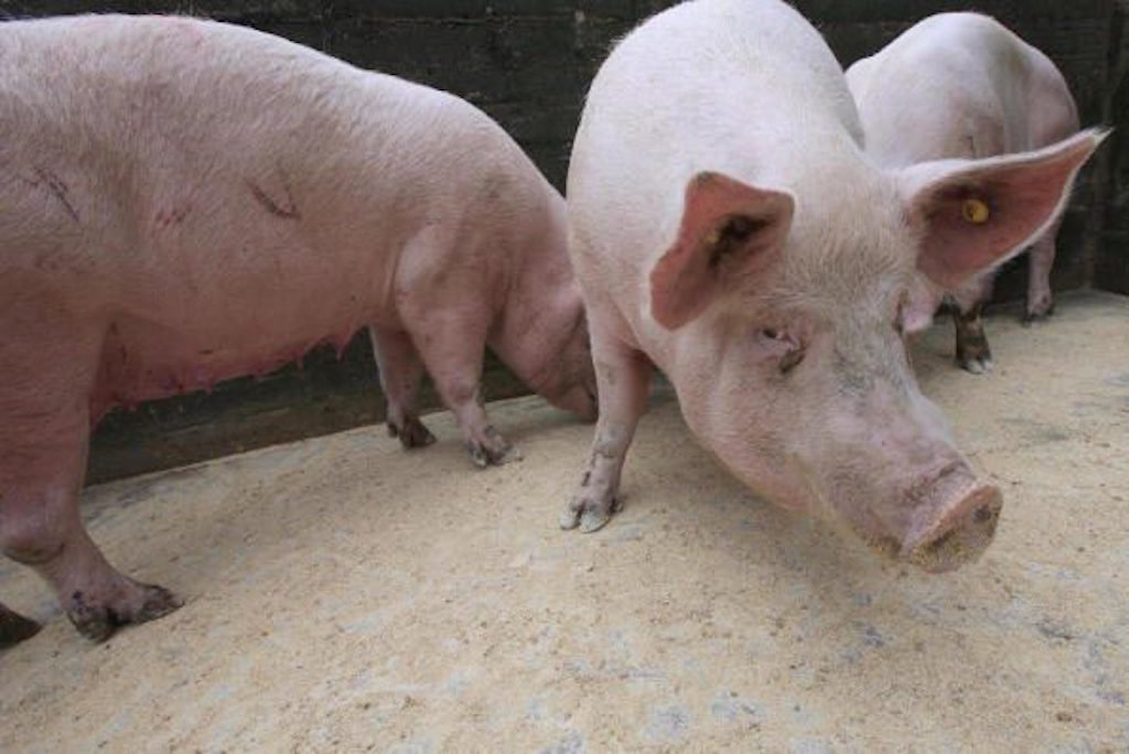 pigs