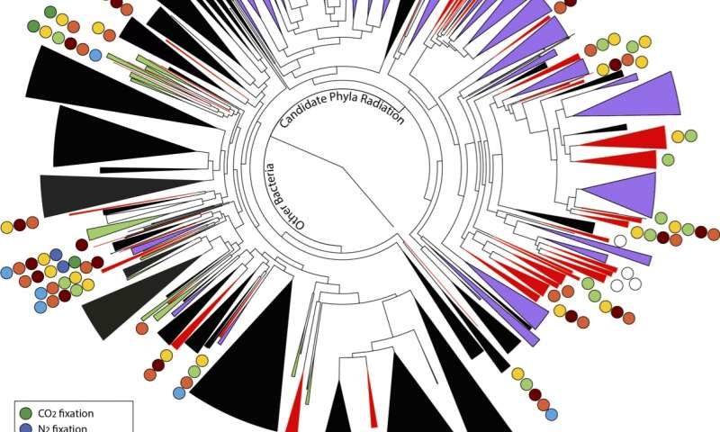 Click to enlarge circular tree of life