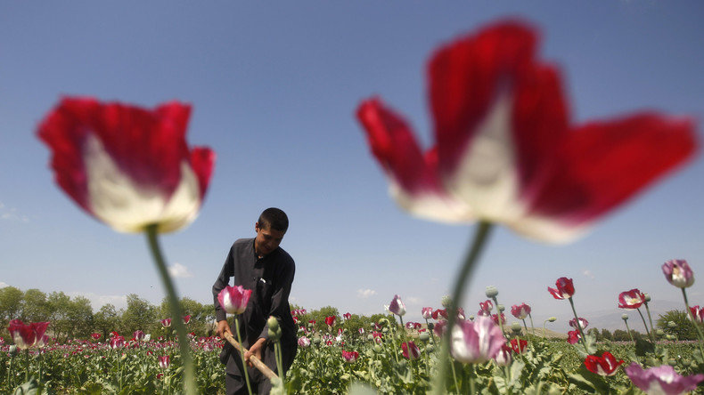 Opiumanbau Afghanistan