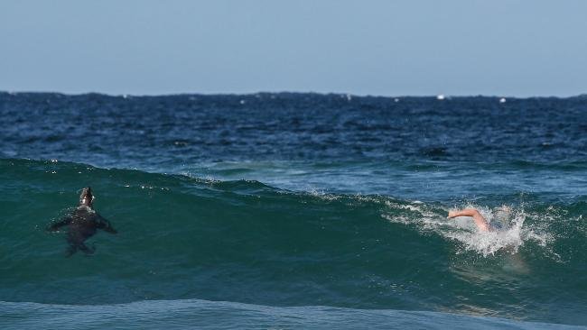 The seal in the ocean at Manly beach. 