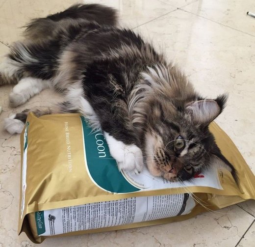 Click to enlarge Maine Coon