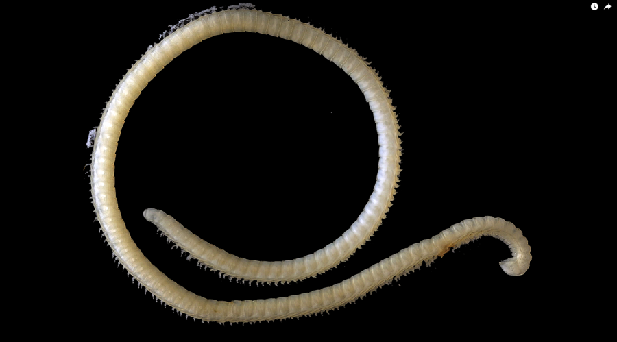 illacme tobini millipede