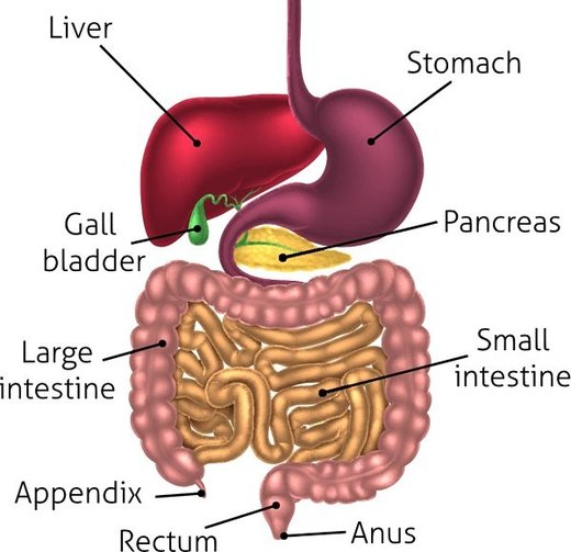 Click to enlarge gastrointestinal tract