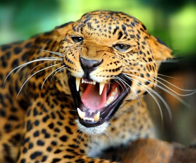 Leopard