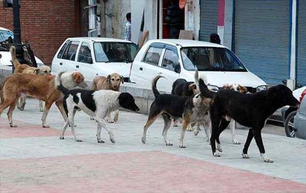 Stray dogs