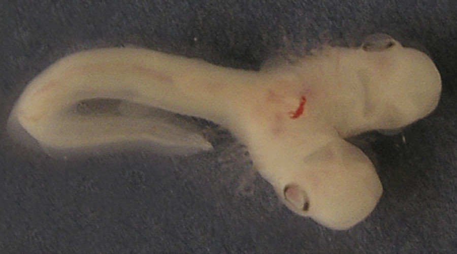 two headed shark