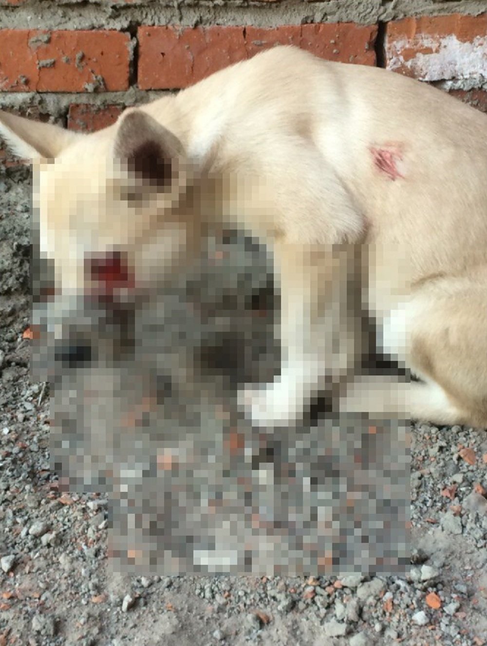 Click to enlarge animal torture