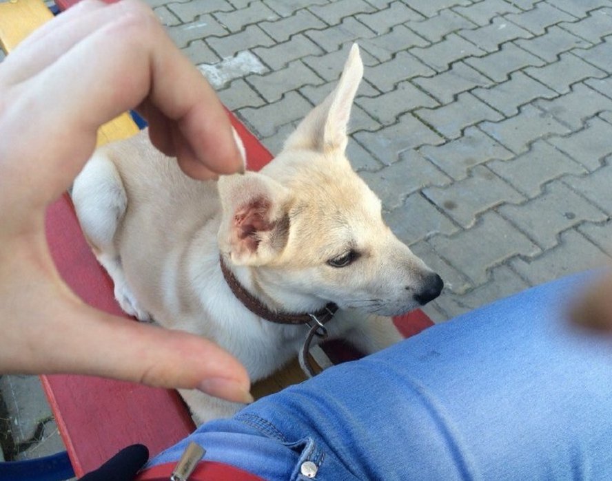 Click to enlarge animal torture