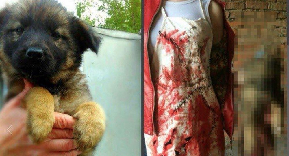 animal torture