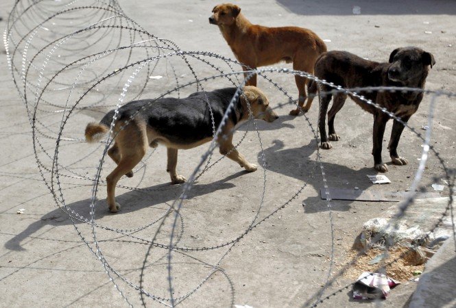 Stray dogs