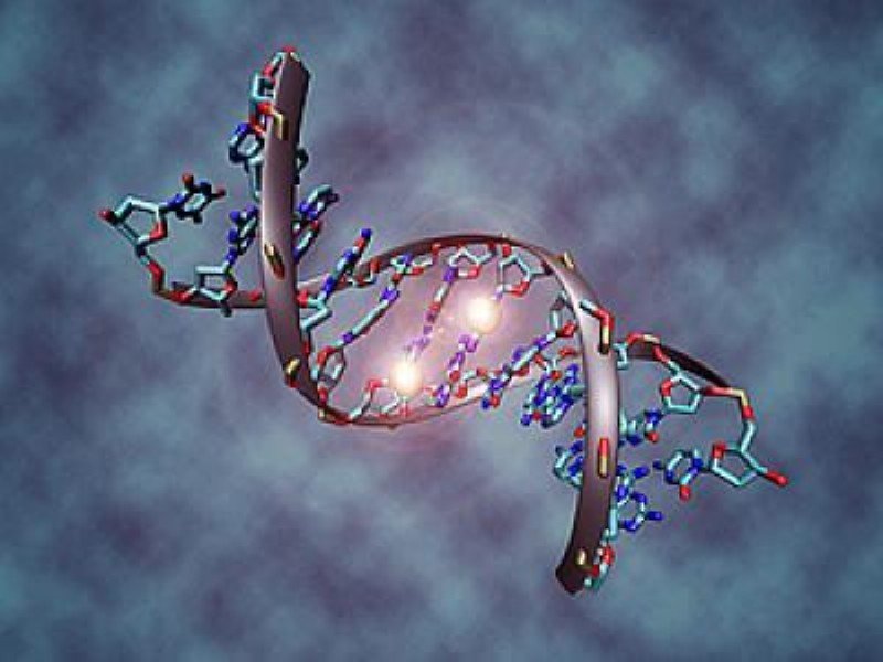 DNA broken