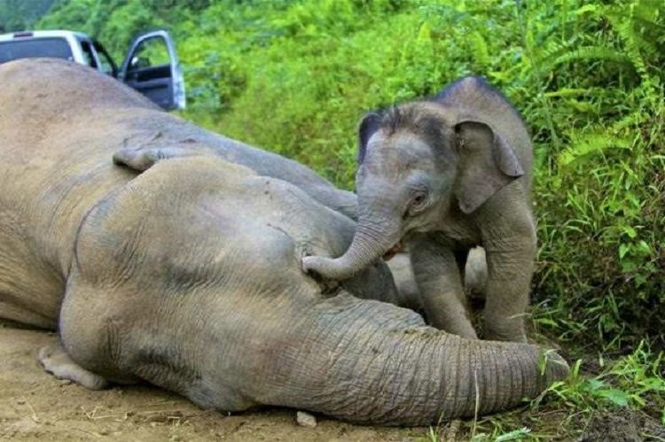 Dead Elephant