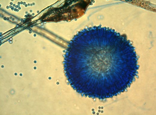 Aspergillus ochraceus spore