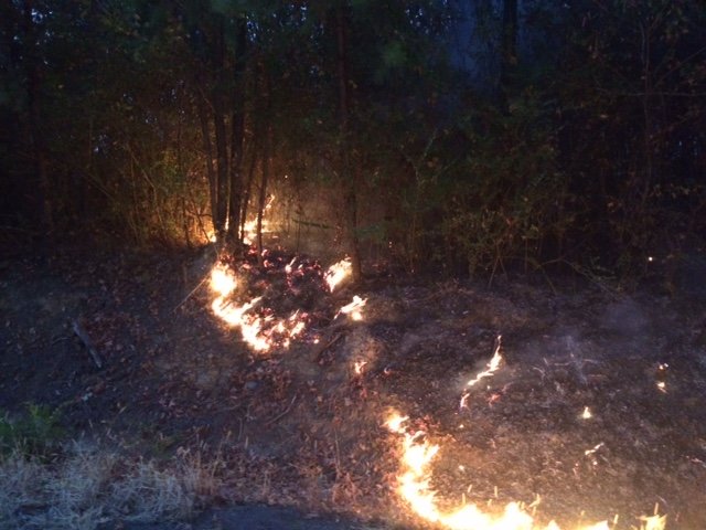 Wildfire