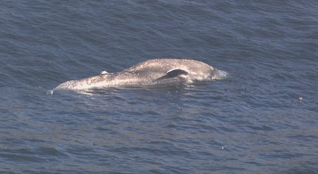 Dead blue whale